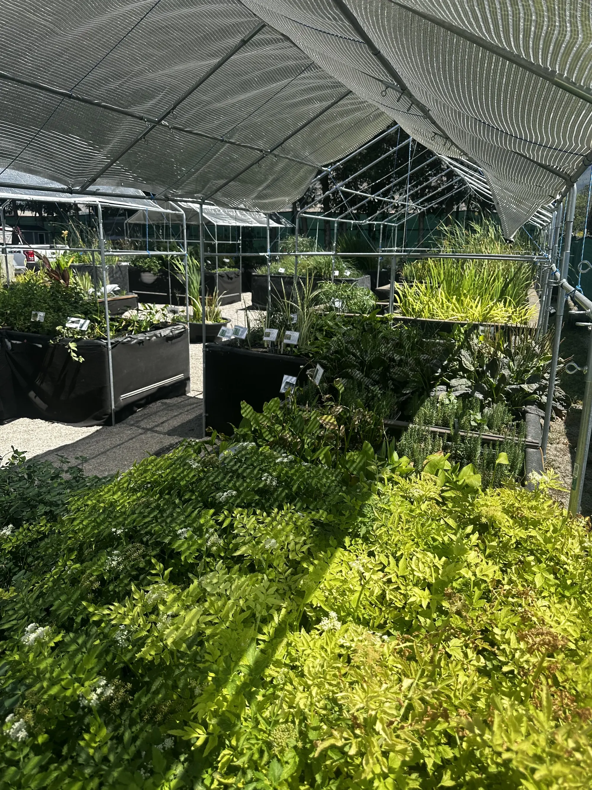 Aquatic plant beds at the nursery