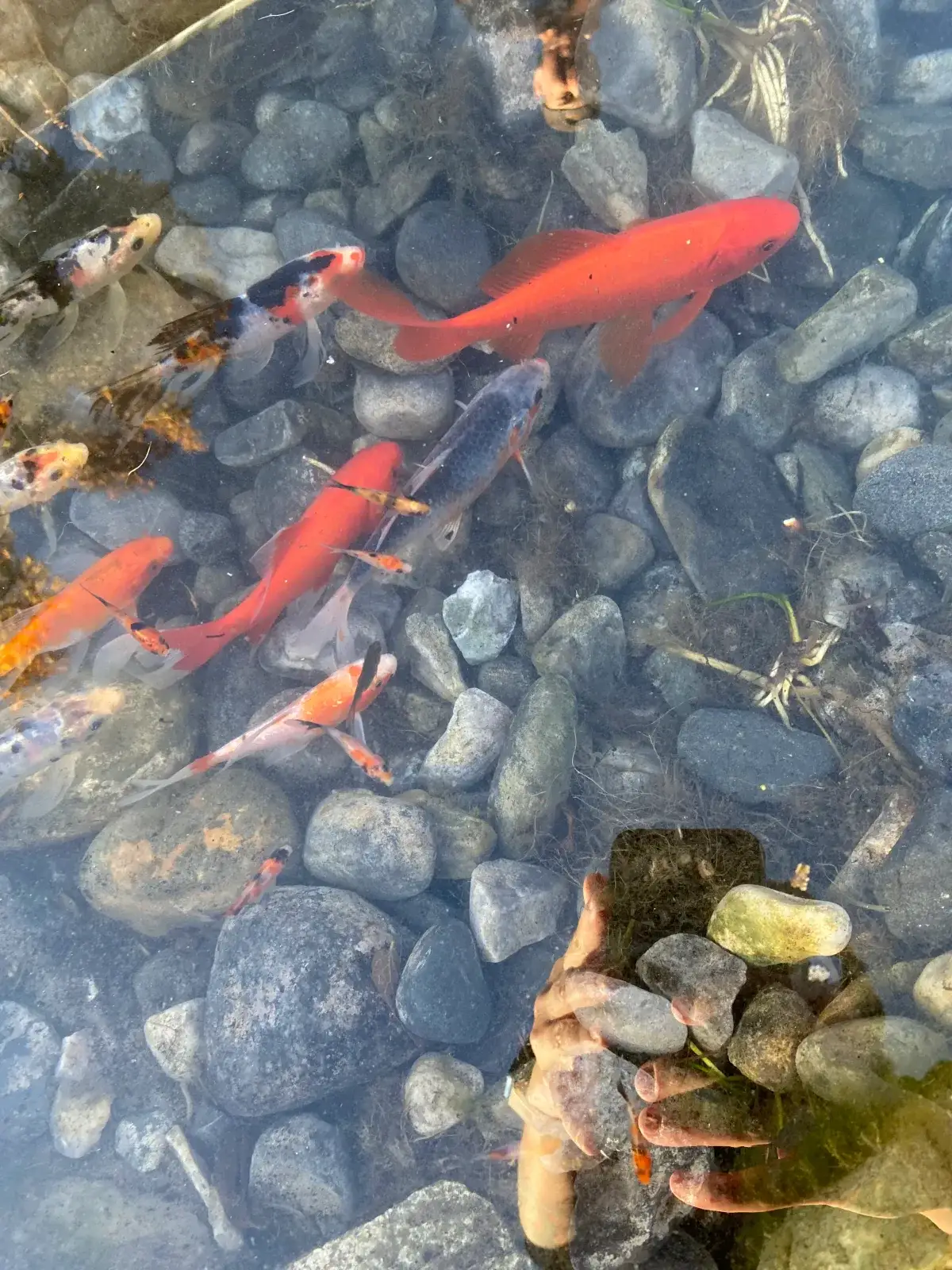 Pond Fish - Utah Water Gardens