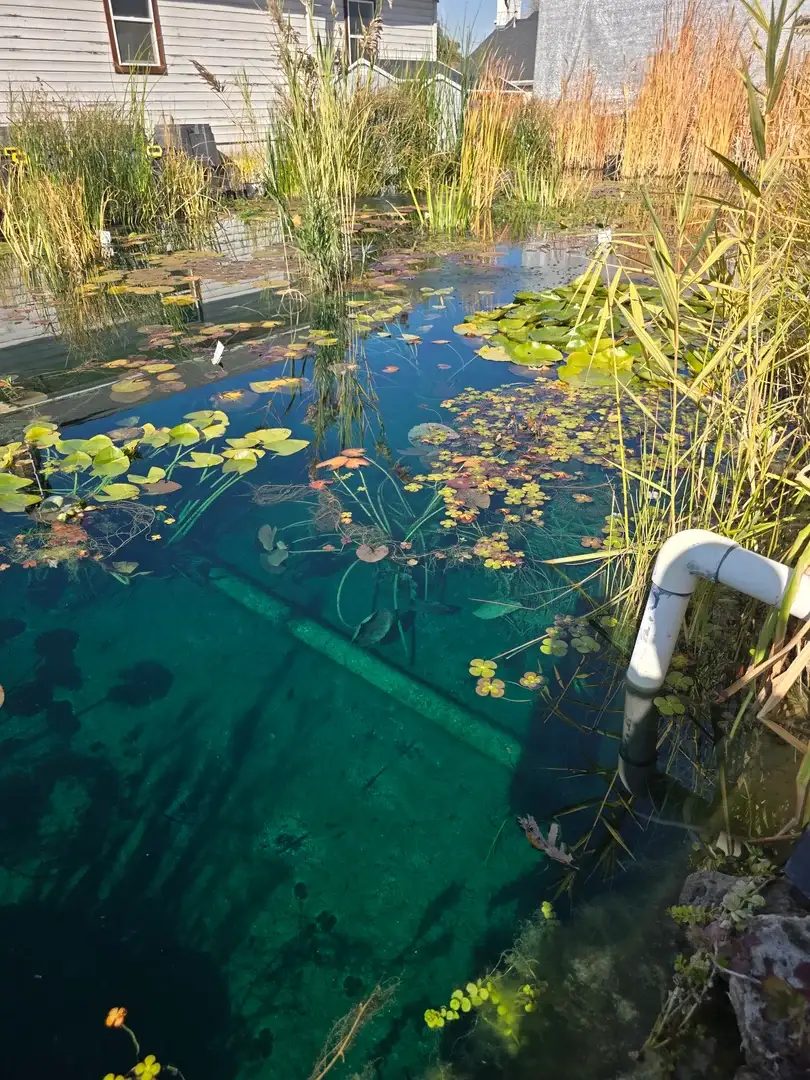Natural Swimming Ponds - Utah Water Gardens