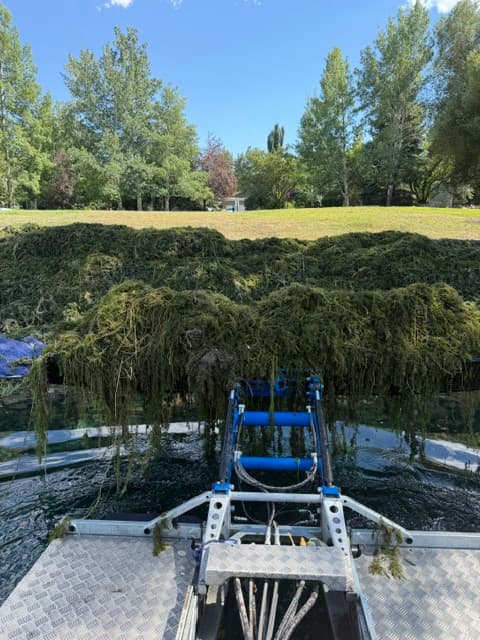 Aquatic harvester carrying removed vegetation toward the shoreline