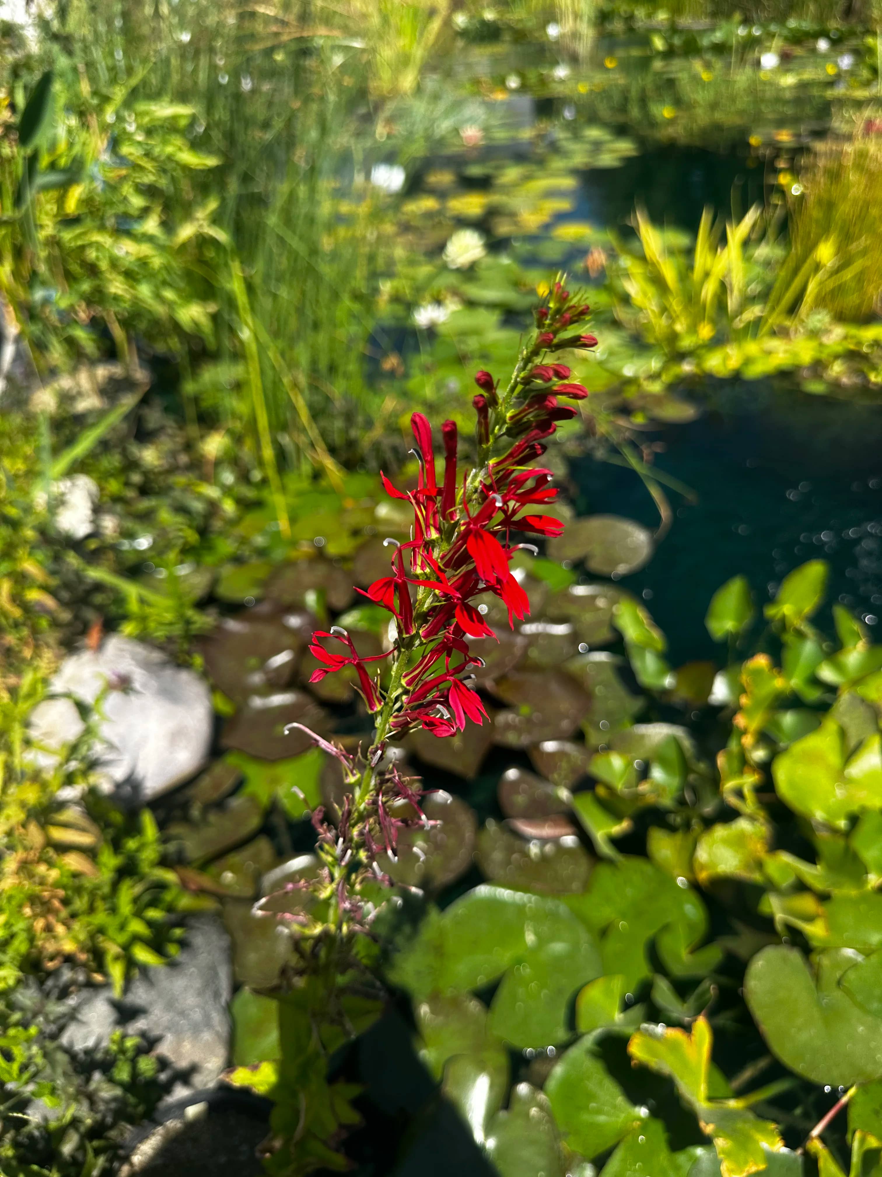 Aquatic plants and fish maintained by Utah Water Gardens