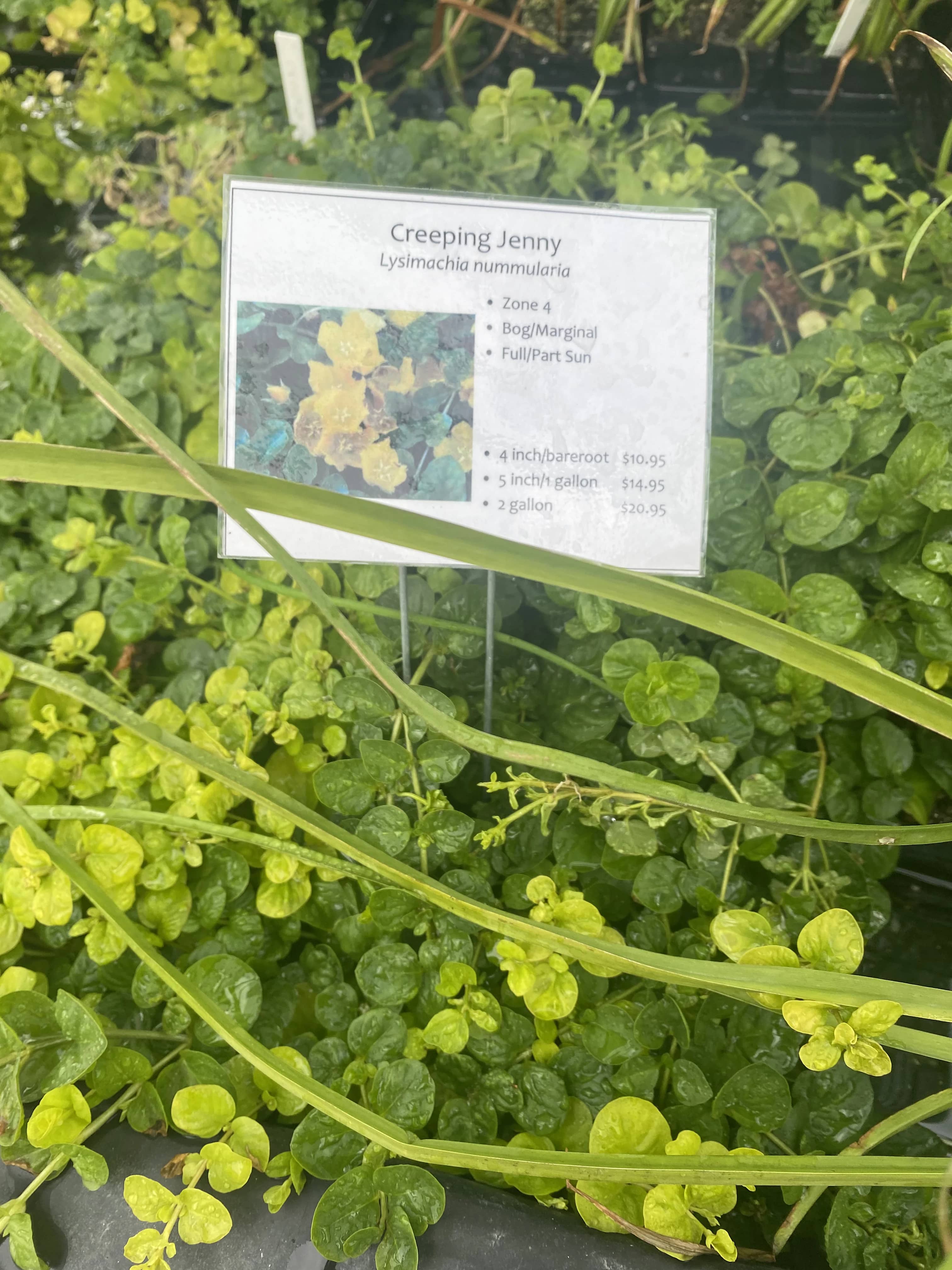 Water Garden Supplies