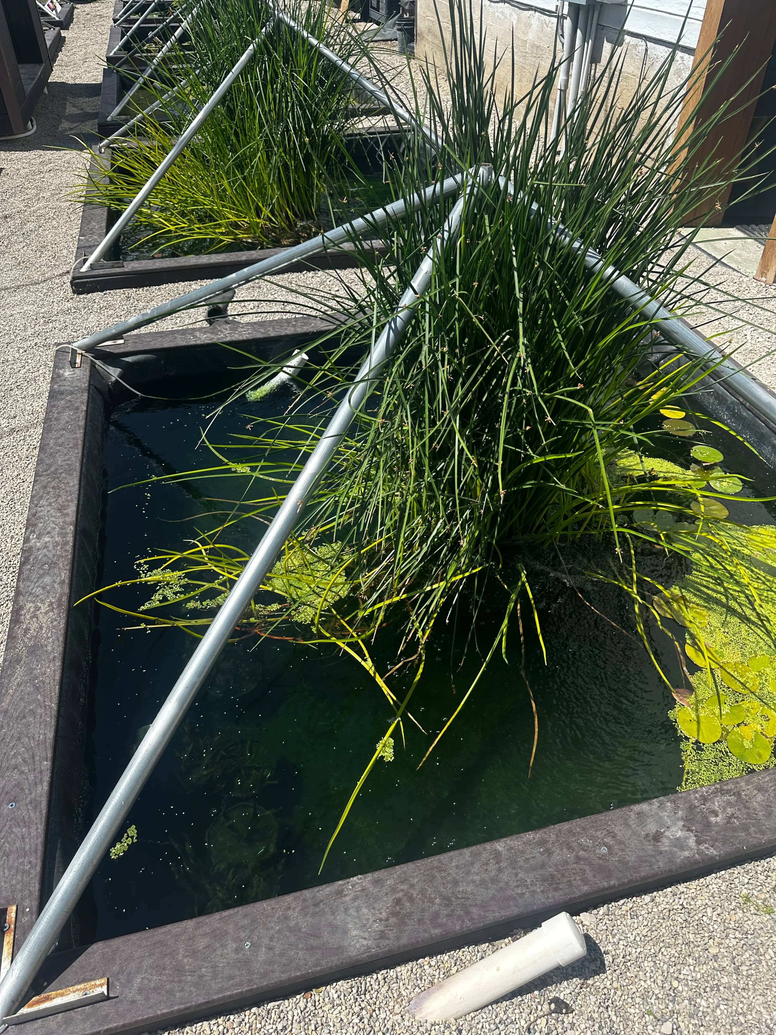 Water Garden Plants