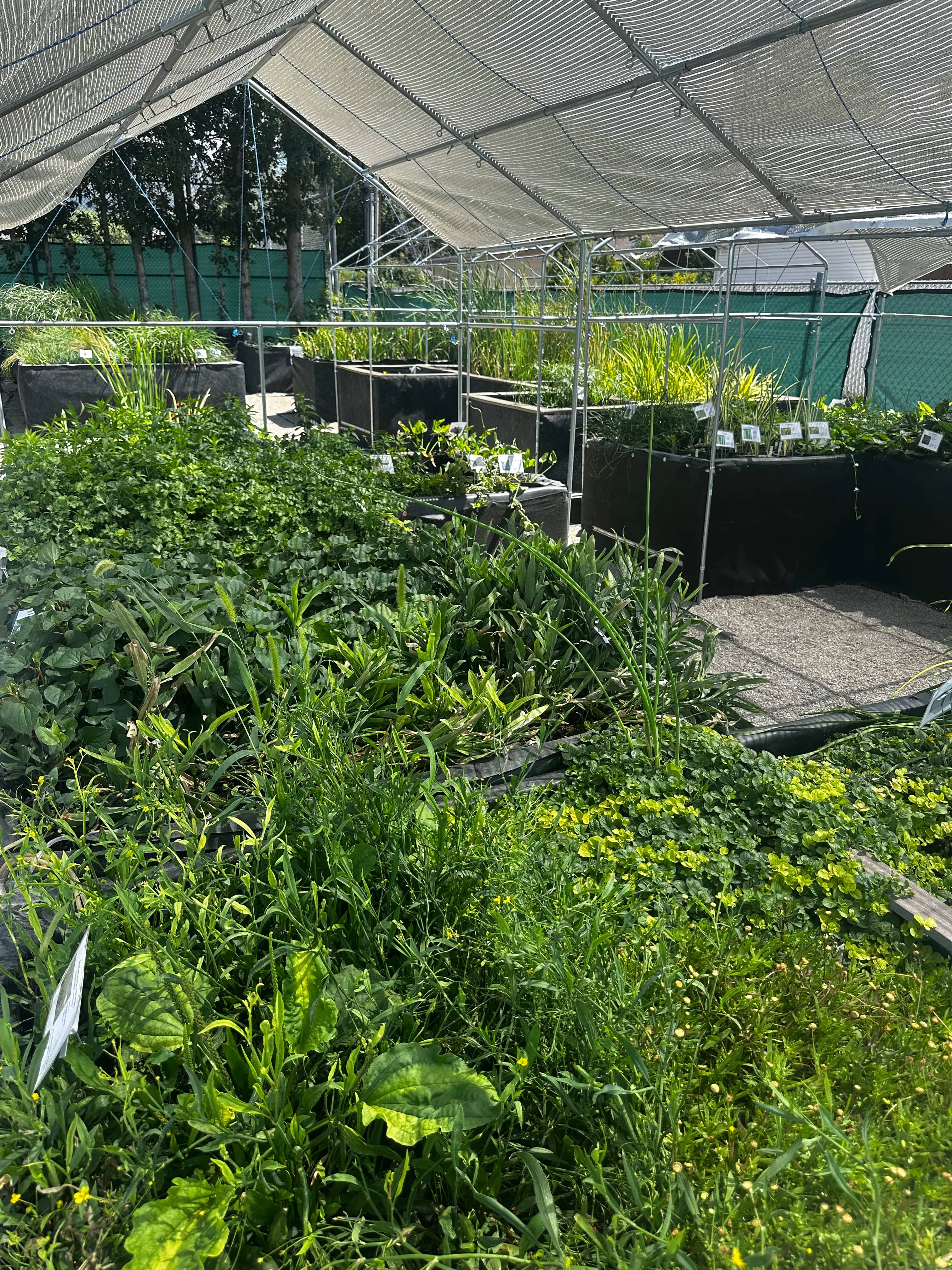 Aquatic Plant Selection