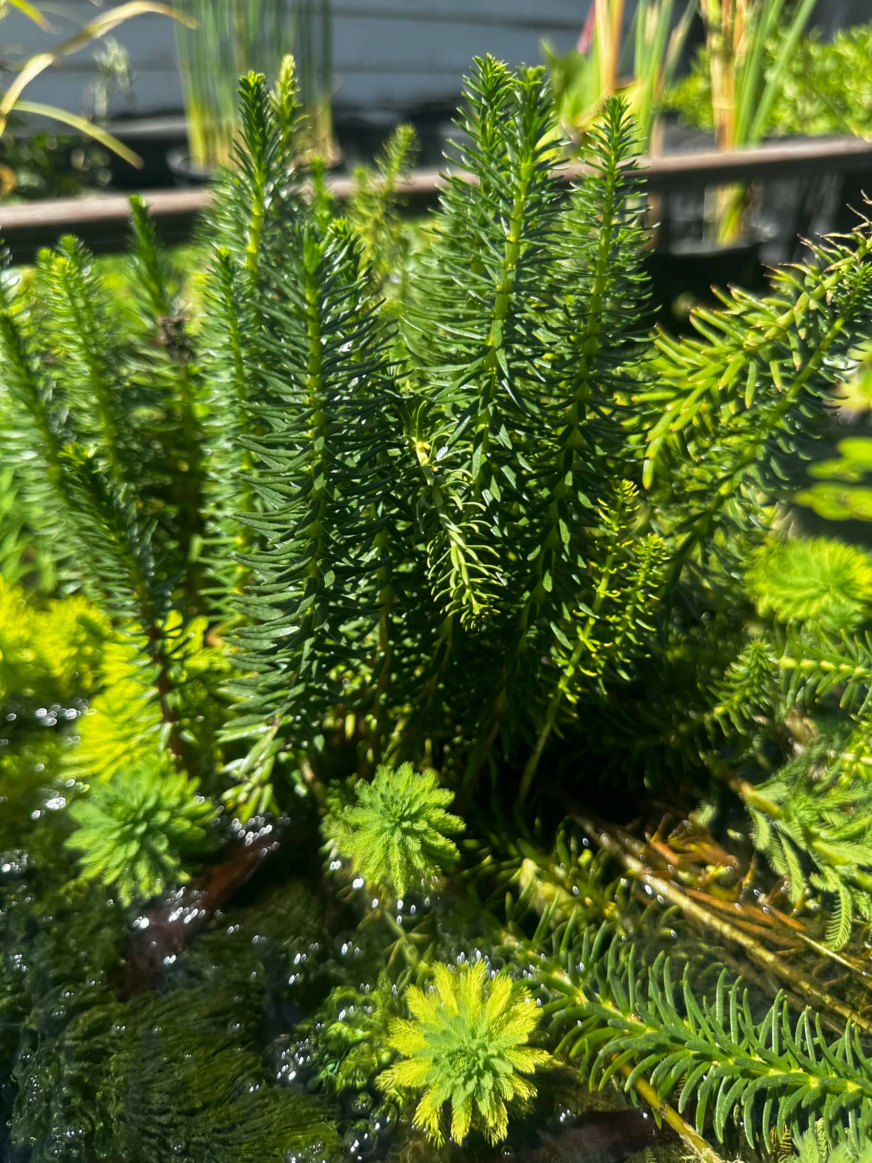 Pond Plant Collection