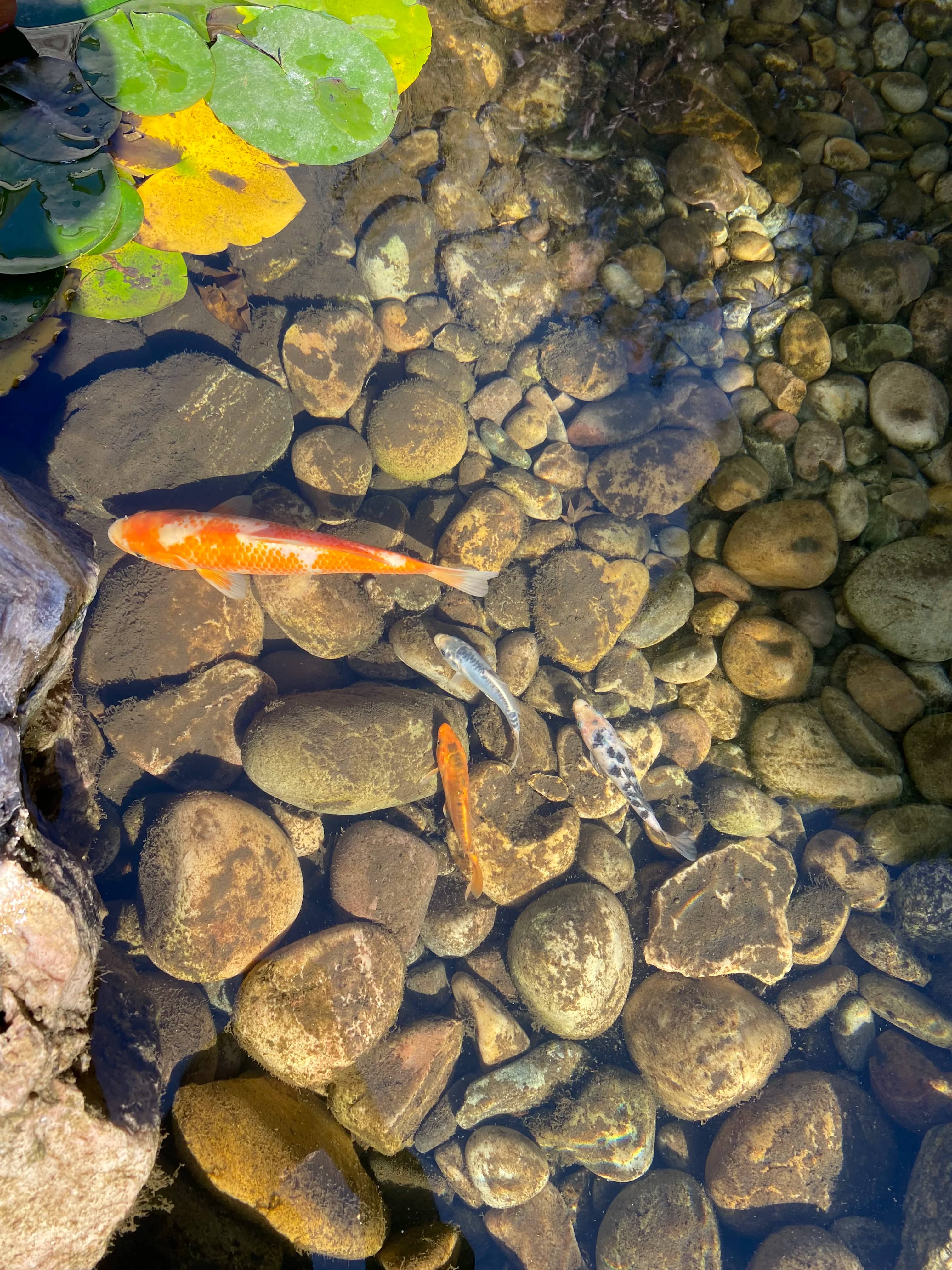 Koi & Goldfish